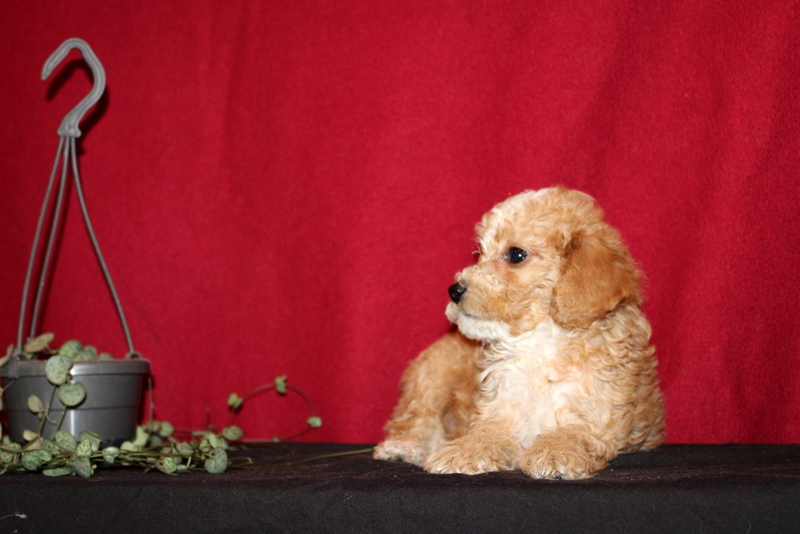 puppy, for, sale, Mini Golden Doodle F1B, Matthew B. Stoltzfus, dog, breeder, Gap, PA, dog-breeder, puppy-for-sale, forsale, nearby, find, puppyfind, locator, puppylocator, aca